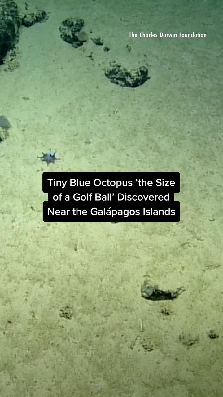 Tiny blue octopus 'the size of a golf ball' discovered near the ...