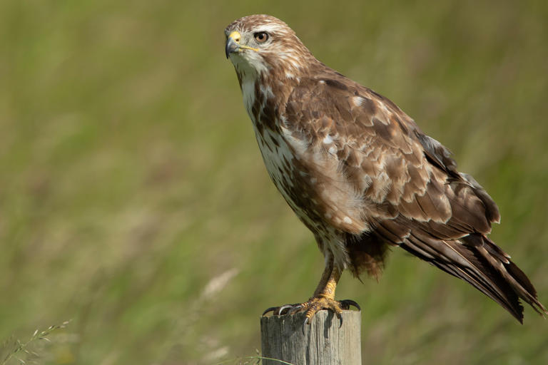 Birds of prey killed in crimes linked to gamebird shoots