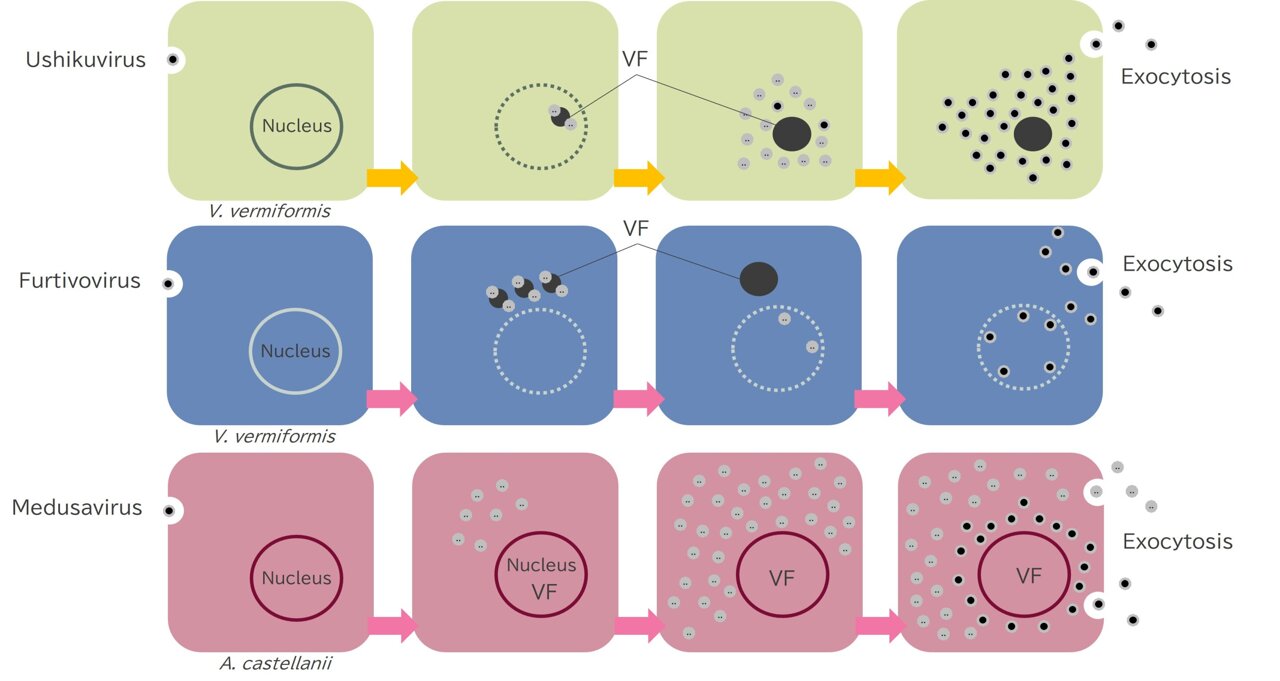 Discovery of furtivovirus advances understanding of giant virus evolution