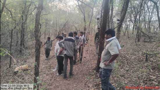 Two tigers captured in Chandrapur after fatal attack that claimed four ...