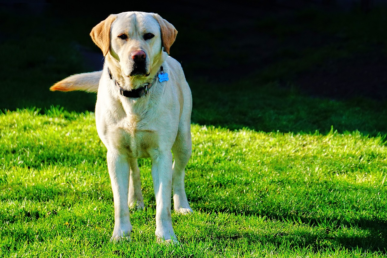 The 13 most obedient dogs you can own
