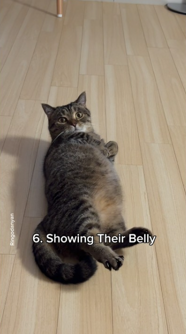 Decode your cat’s body language, what they’re really saying