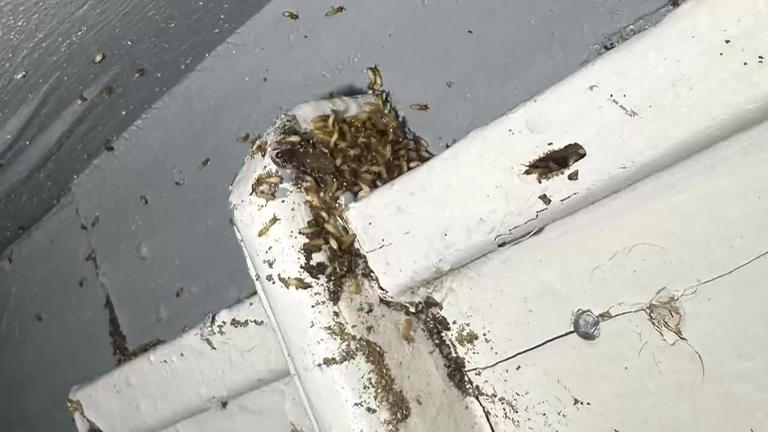Tenant discovers termite infestation in Lake Charles home