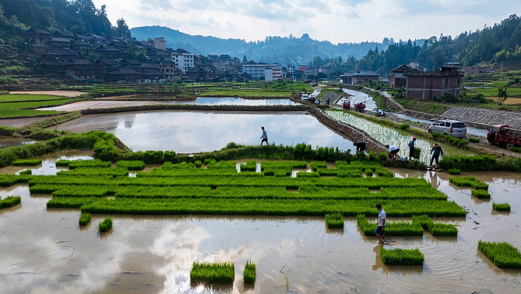 Scientists uncover how rice blast fungus hijacks plant defenses