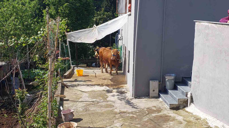 Rize’de kaçan kurbanlık sahiplerine zor anlar yaşattı