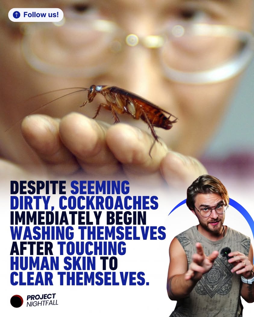 You're the monster! Cockroaches scrub clean after your touch, blinded ...