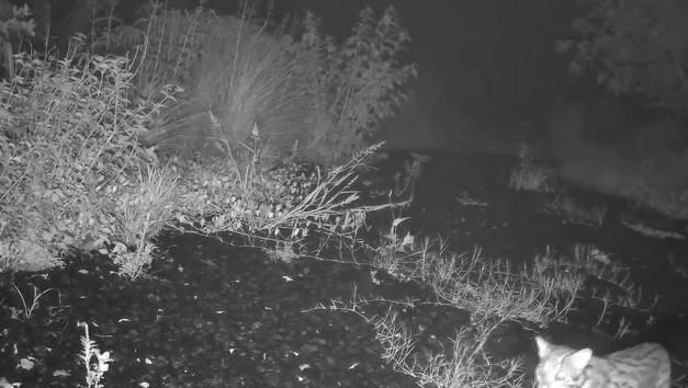 Study finds human presence reshapes wildlife movement patterns