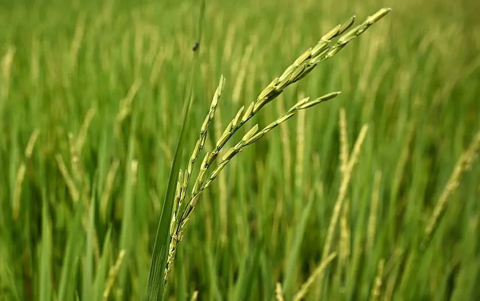 Scientists uncover how rice blast fungus hijacks plant defenses