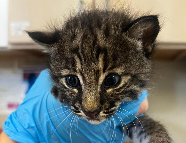 Bobcat kitten rescued from Charlotte County brush fire