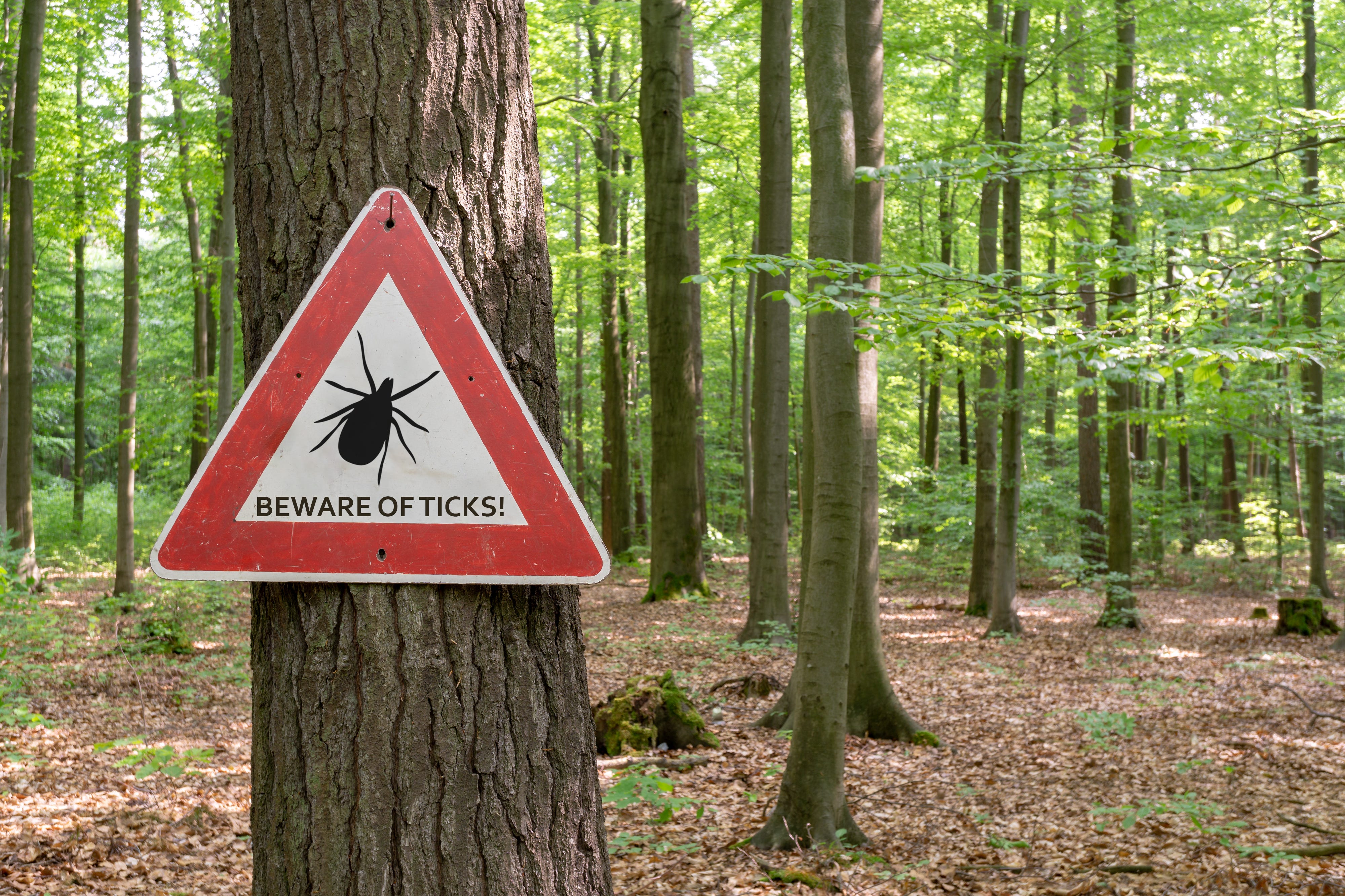 A beware of ticks sign is posted on a tree in the woods.
