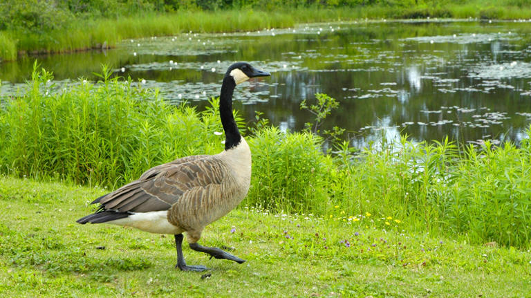 Michigan's Upper Peninsula is home to a wildlife refuge with trails ...