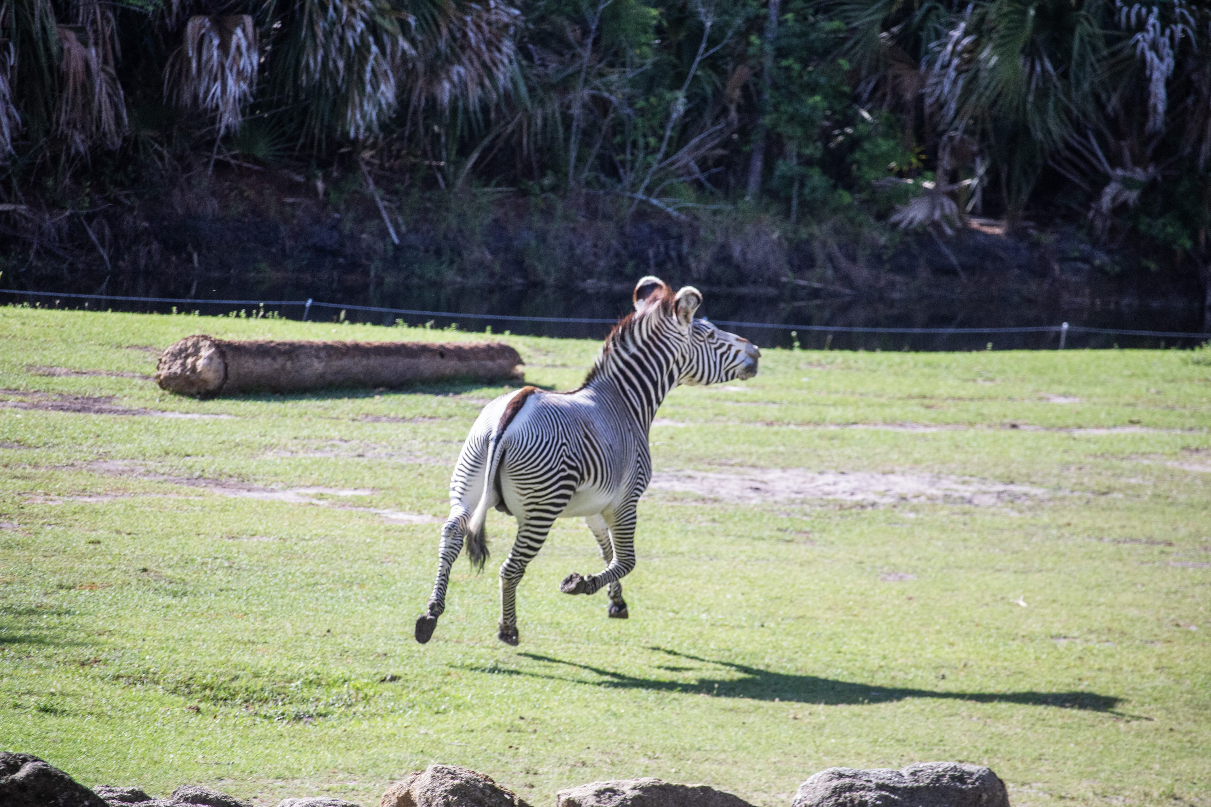 Brevard Zoo introduces Diesel, a rare Grévy’s zebra stallion