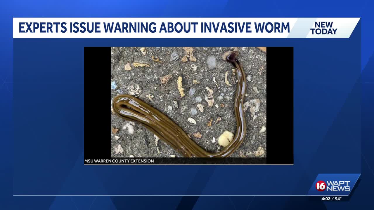 Be on the lookout for hammerhead worms