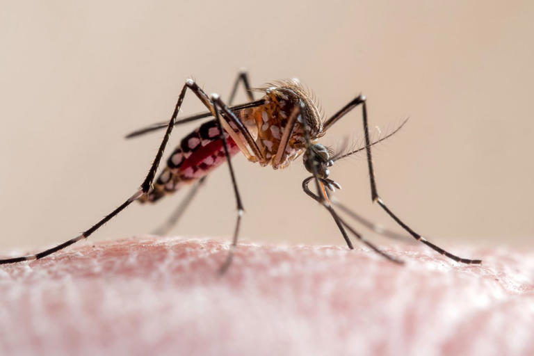 Mosquitoes may be learning to associate DEET with food: Study
