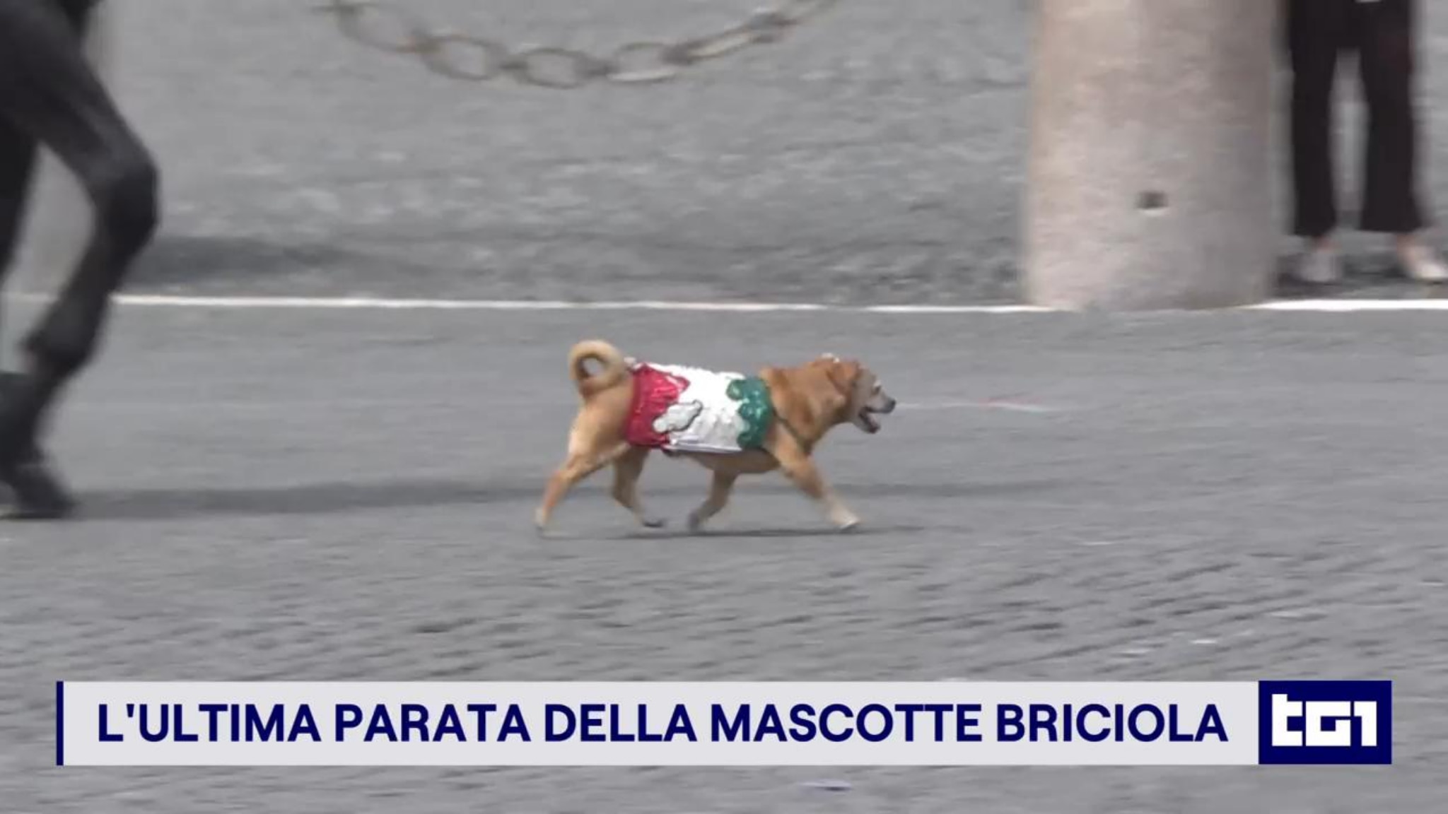 L’ultimo 2 giugno di Briciola, la cagnolina che non ha mai avuto paura ...