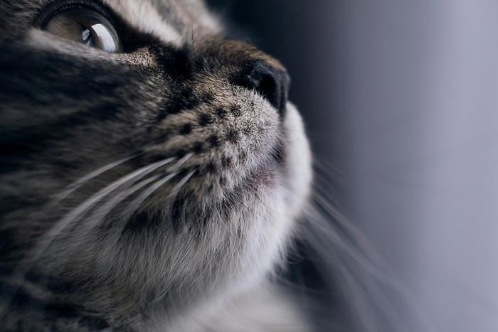 猫に『指を差し出す』とニオイをかぐ理由3選 隠されている意味や嗅がせるときの注意点まで