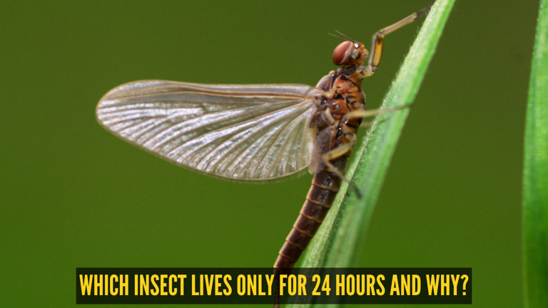Fact of the day: Which insect has the shortest lifespan?
