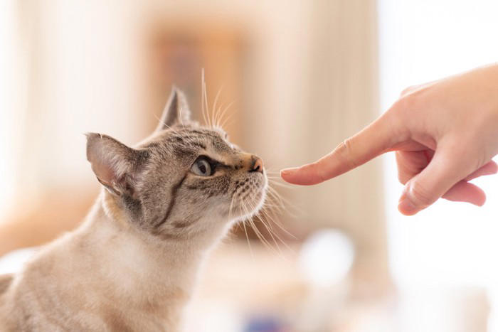 猫に『指を差し出す』とニオイをかぐ理由3選 隠されている意味や嗅がせるときの注意点まで