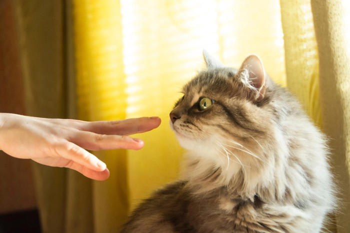 猫に『指を差し出す』とニオイをかぐ理由3選 隠されている意味や嗅がせるときの注意点まで
