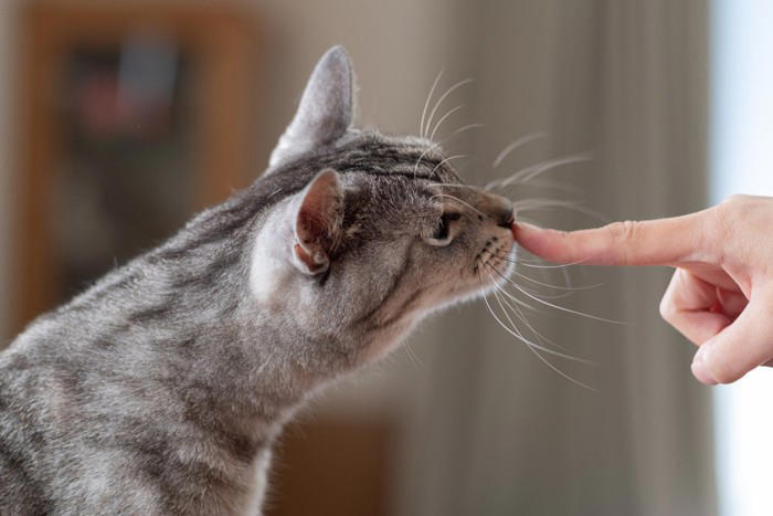 猫に『指を差し出す』とニオイをかぐ理由3選 隠されている意味や嗅がせるときの注意点まで