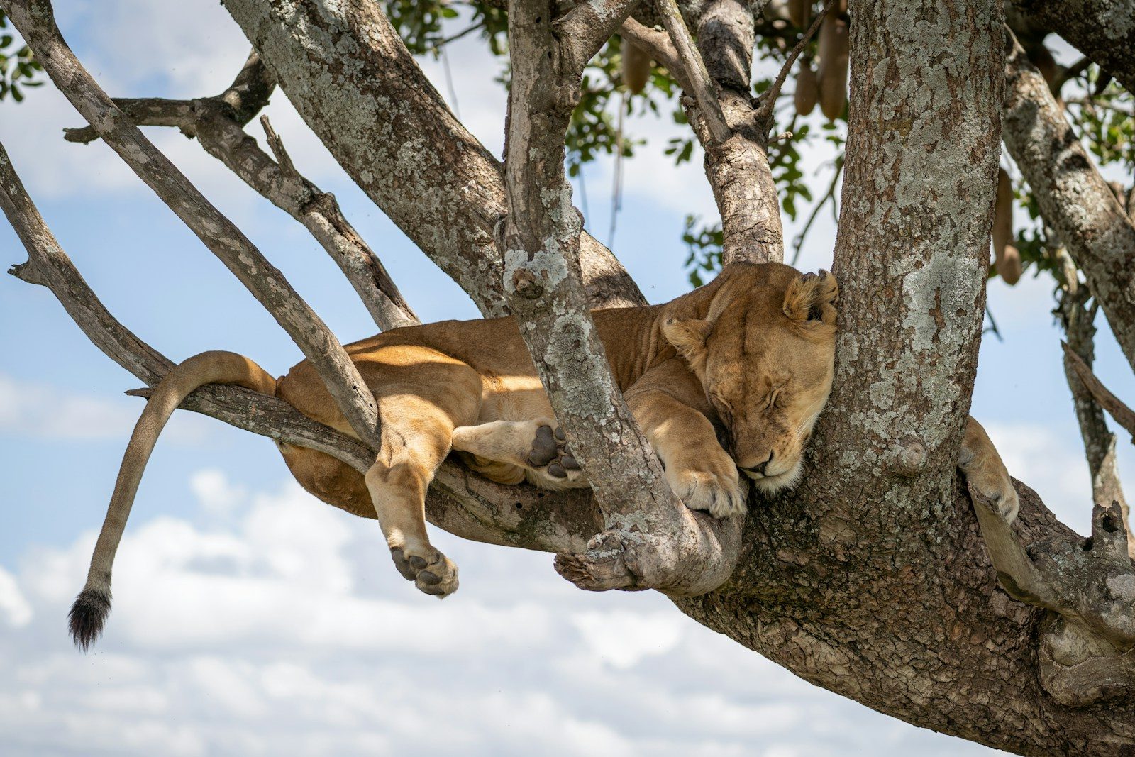 8 places where you can see lions in their natural habitat