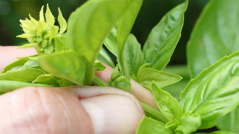 Grow the healthiest basil with these 14 tips
