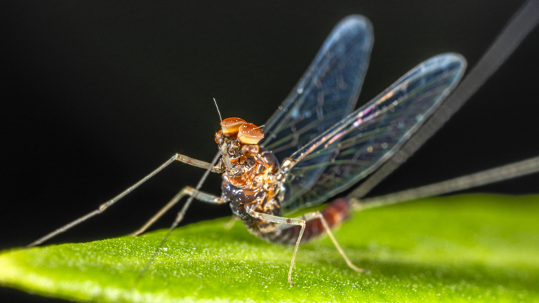 Fact of the day: Which insect has the shortest lifespan?