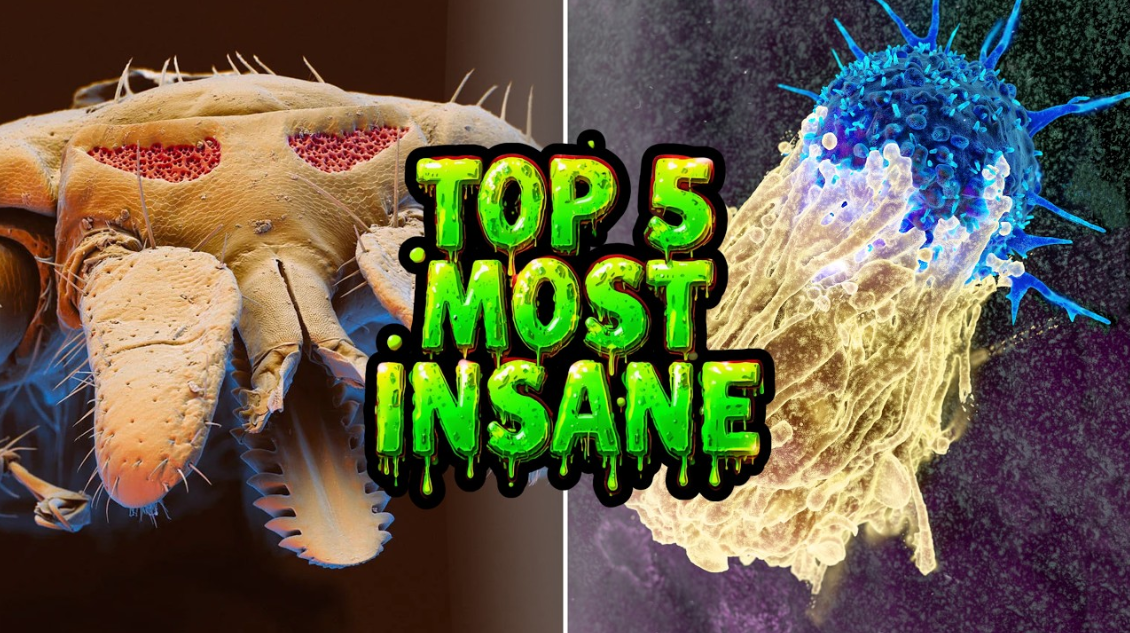 Five incredible discoveries hidden inside the microscopic world