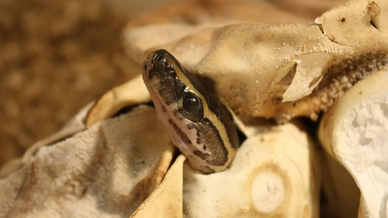 African rock python: Size, habitat, diet, and surprising facts about ...