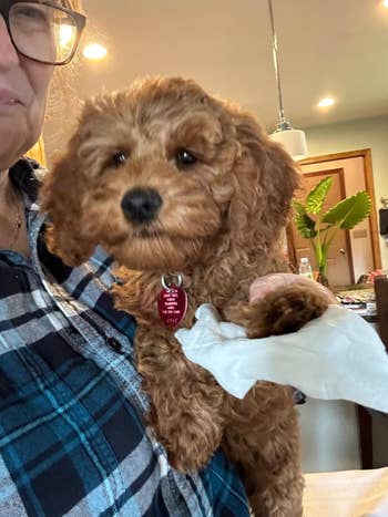 Person holding an adorable curly-haired puppy with a tag, indoors. The person wears a plaid shirt and glasses; a plant is visible in the background