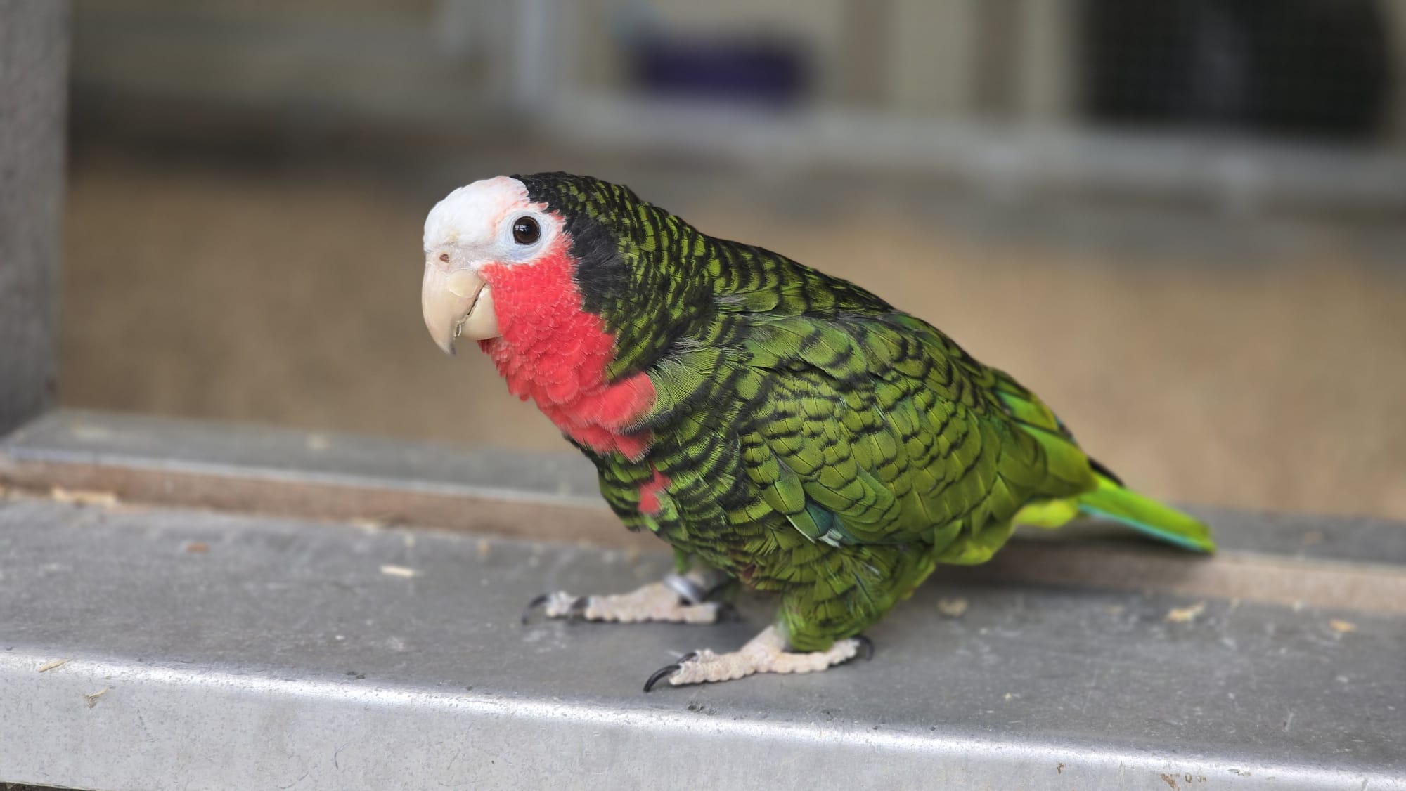 Campaigners fight to save Raystede's parrot sanctuary