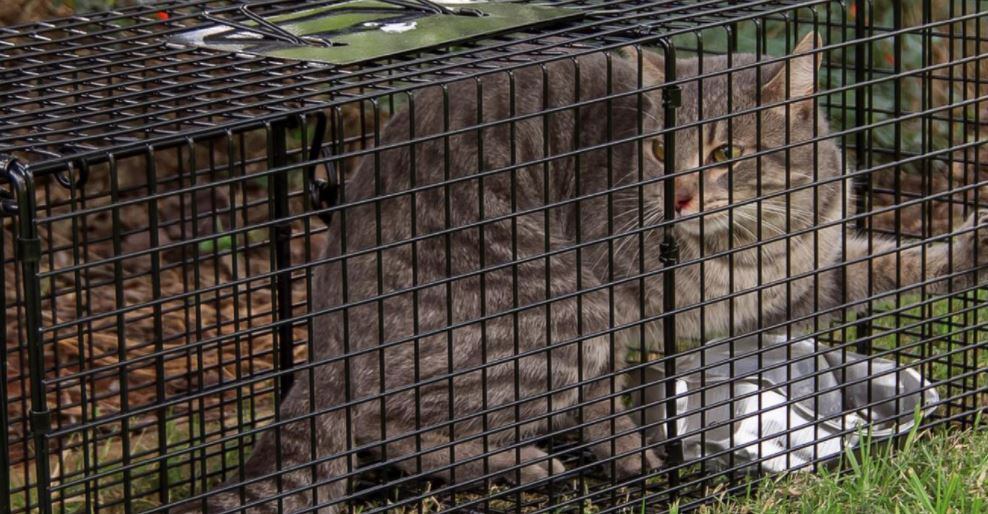 Waupaca trapping feral cats