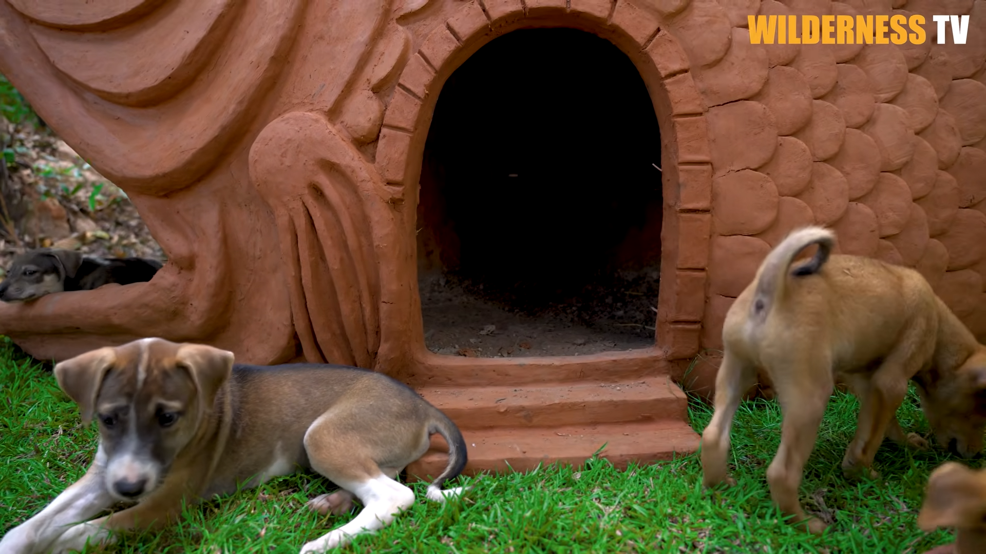 The poor rescue puppies looked so scared – then they found their giant ...