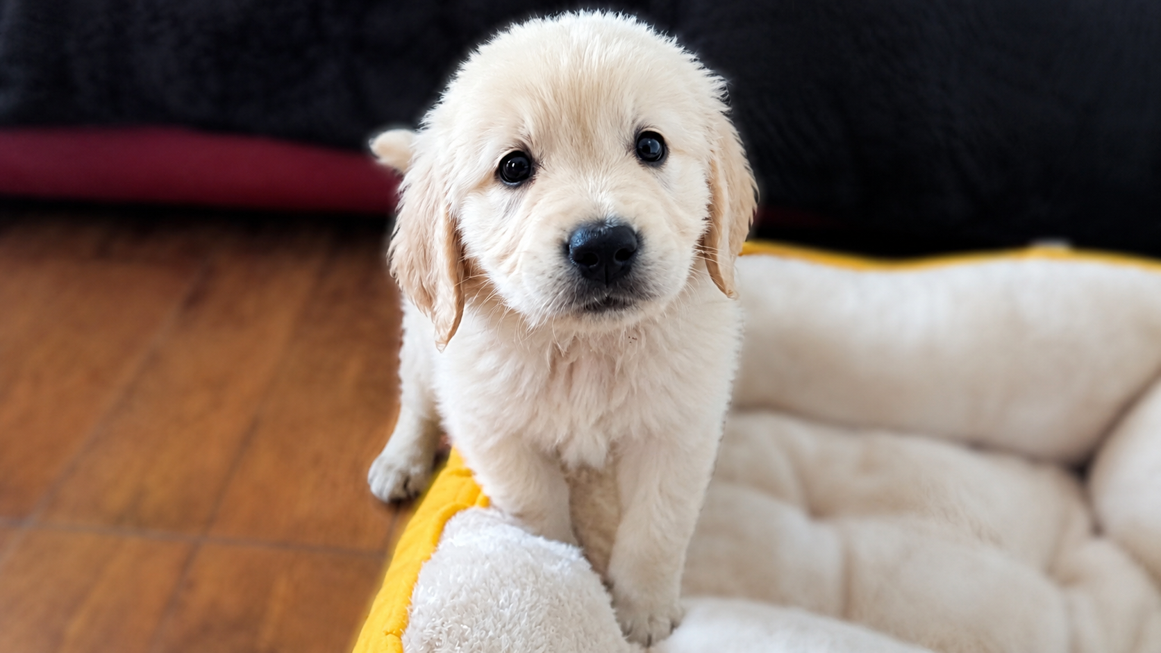 Bailey’s first day as a golden retriever puppy