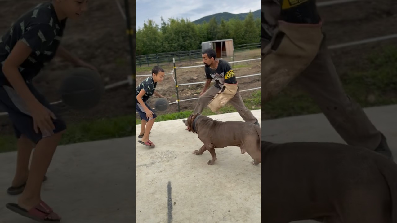 See this loyal pit bull guard the boy and his ball