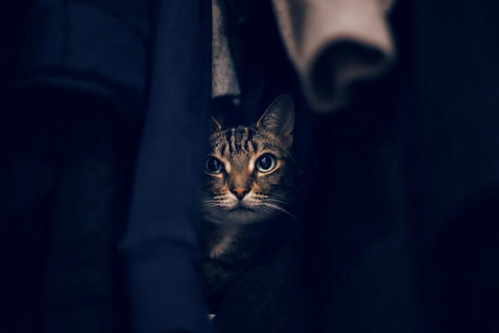 『パニック状態の猫』にやってはいけないNG行為3選 起こりうるリスクや安心させる方法まで解説