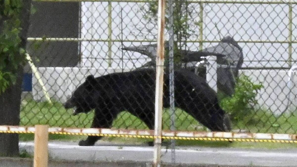 Bear injures four people in residential area of Japan