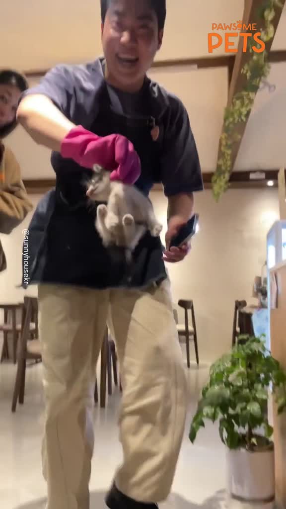 Tiny kitten rescued after being found in café wall