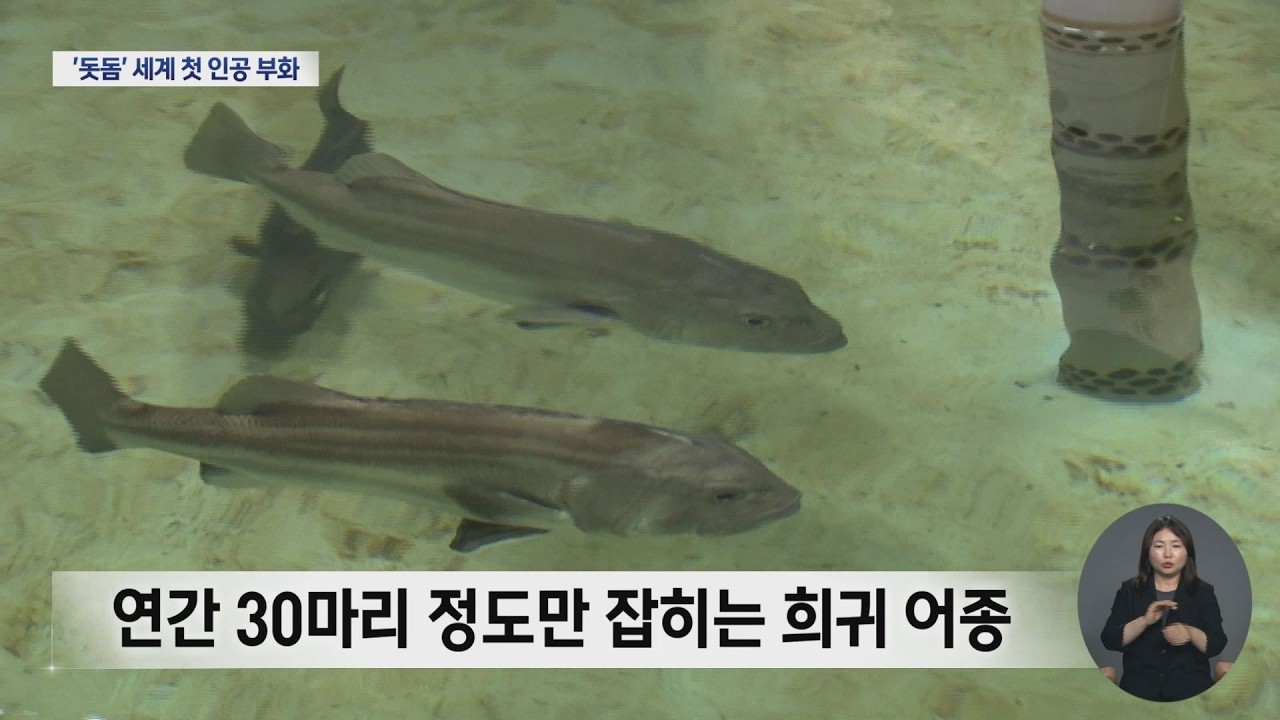 전설의 심해어 '돗돔' 세계 첫 인공 부화 성공