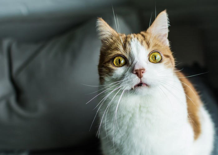 『パニック状態の猫』にやってはいけないNG行為3選 起こりうるリスクや安心させる方法まで解説