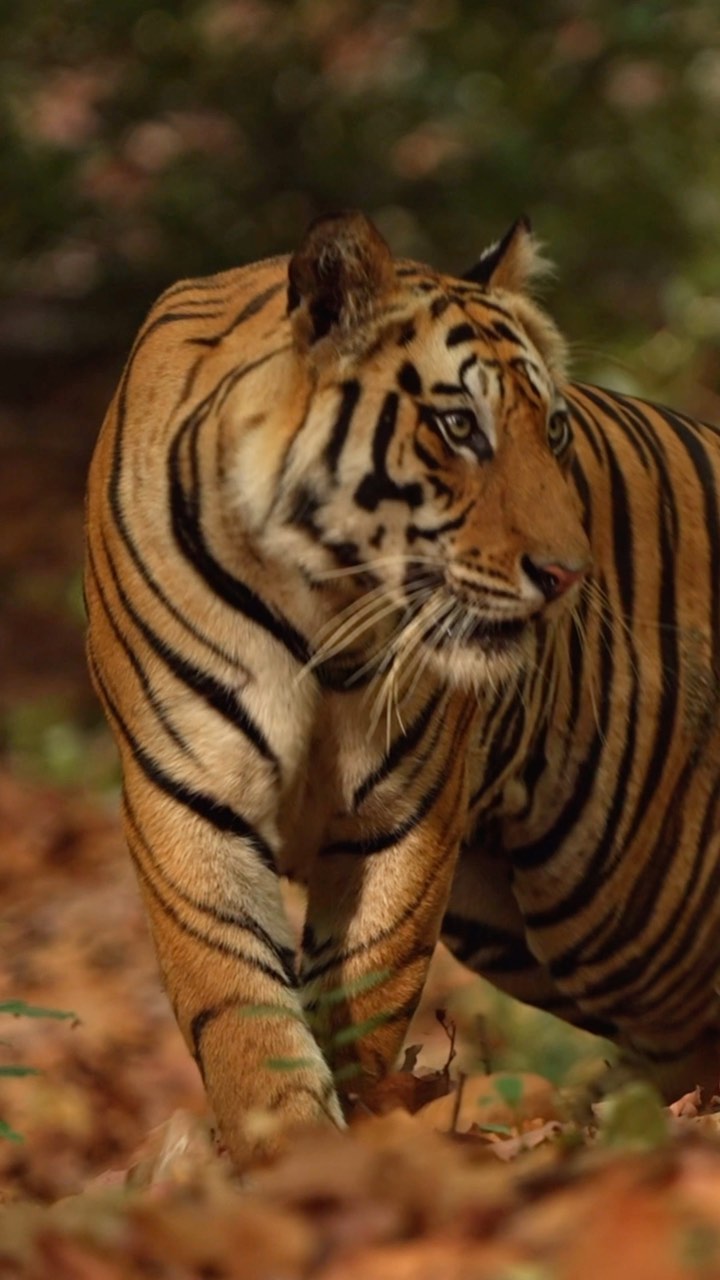 The fun of tracking a tiger