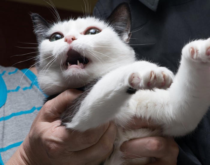 『パニック状態の猫』にやってはいけないNG行為3選 起こりうるリスクや安心させる方法まで解説