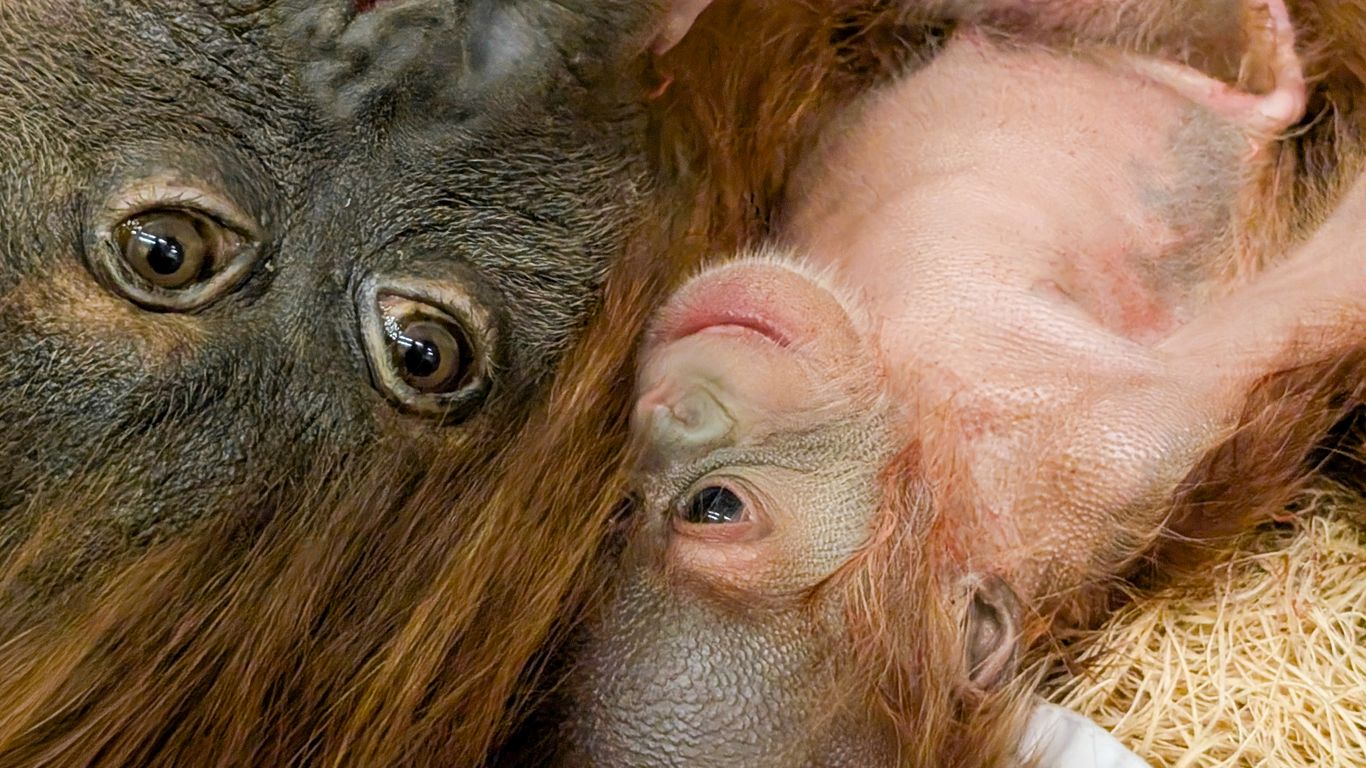 Help name the Denver Zoo's baby orangutan