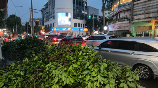 Hiện trường cây đổ ra đường. Ảnh: Đình Văn