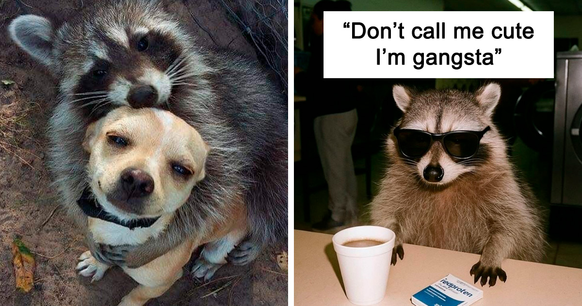 45 amusing photos capturing the quirky nature of raccoons
