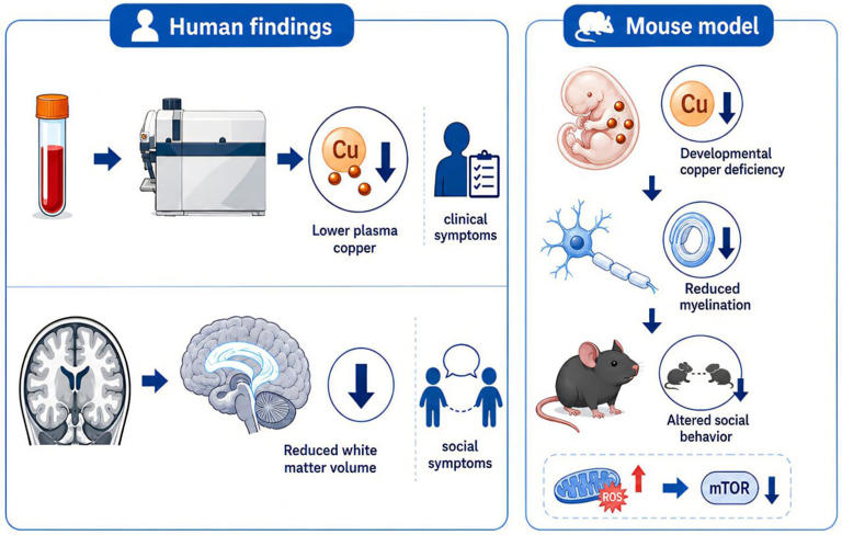 Copper imbalance tied to autism's social symptoms and white matter ...
