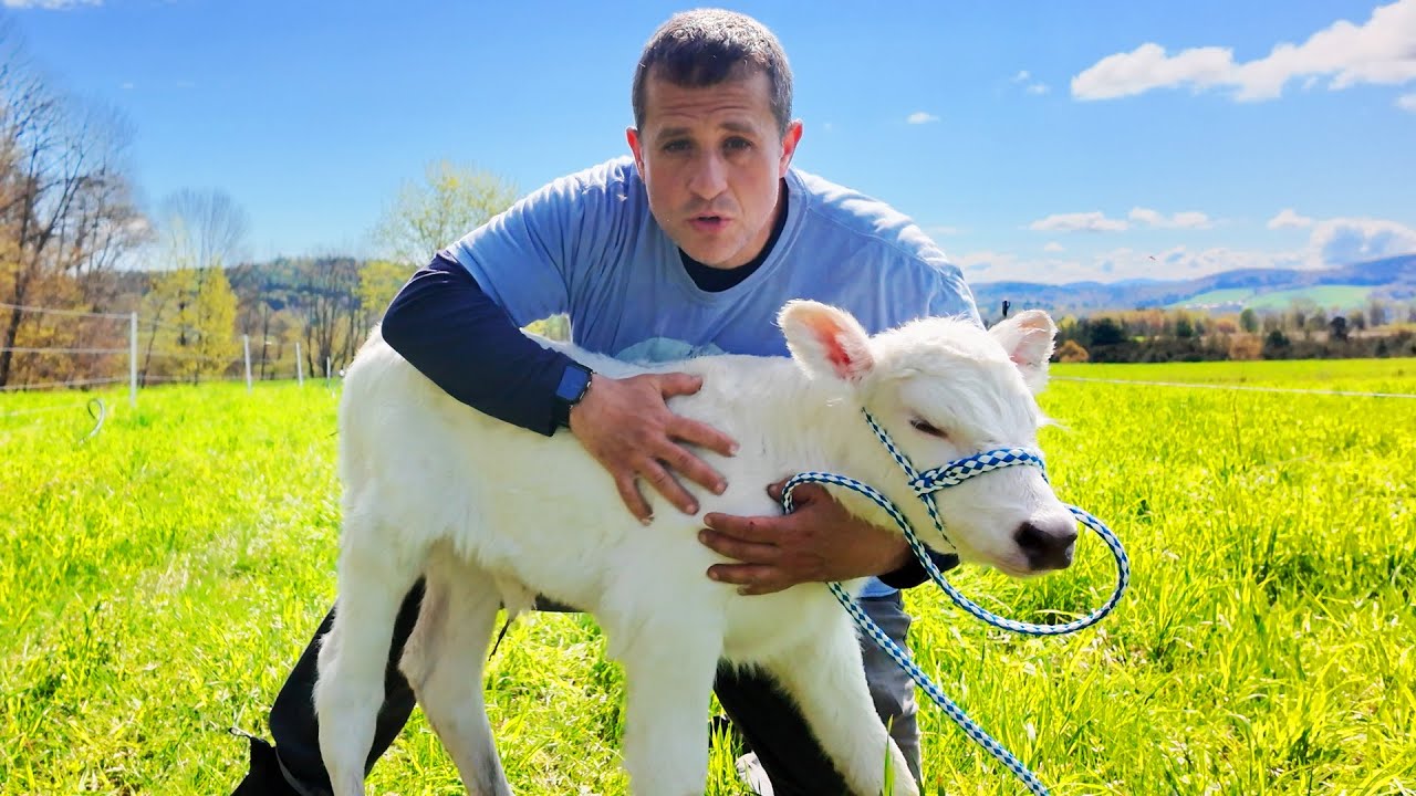 Watch a farmer find a mysterious white calf wandering the fields