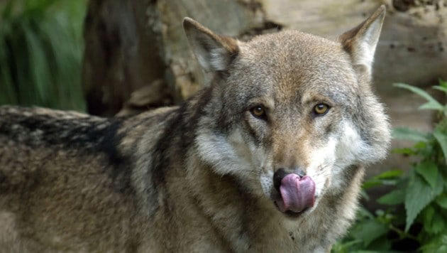 Erster Wolfsabschuss des Jahres auf Alm im Pinzgau