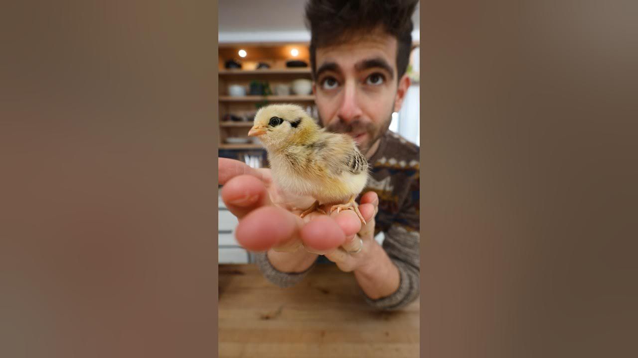 8-week-chick-progression
