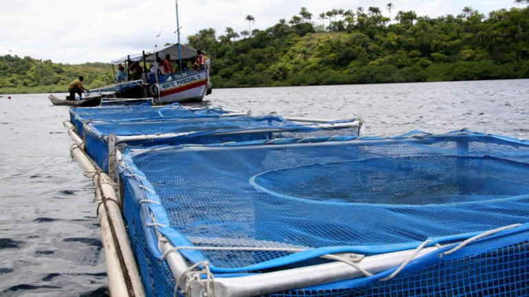 Detalhe de tanques rede em sistema de cultivo de tilápias no Brasil